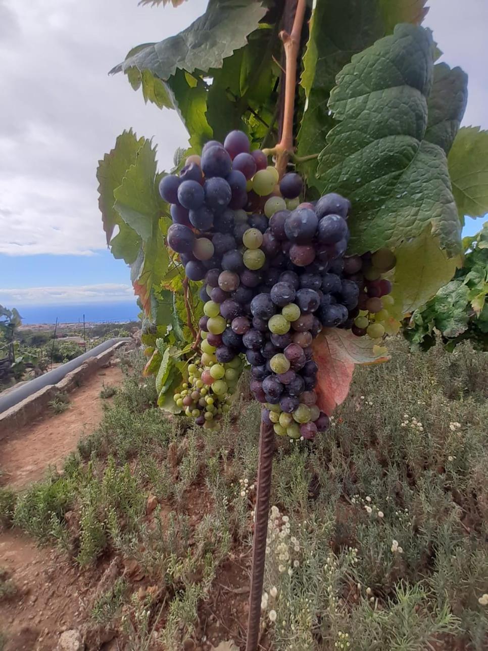 Finca De Luna La Orotava Bagian luar foto