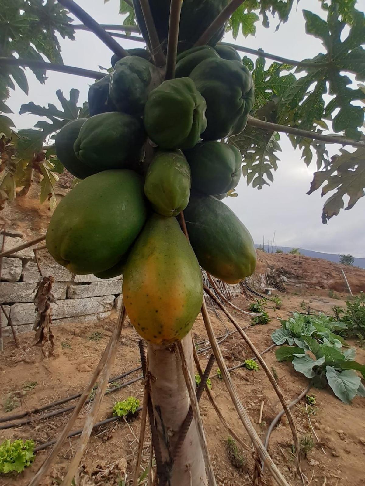 Finca De Luna La Orotava Bagian luar foto